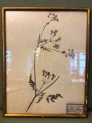 Billede med tørrede blomster