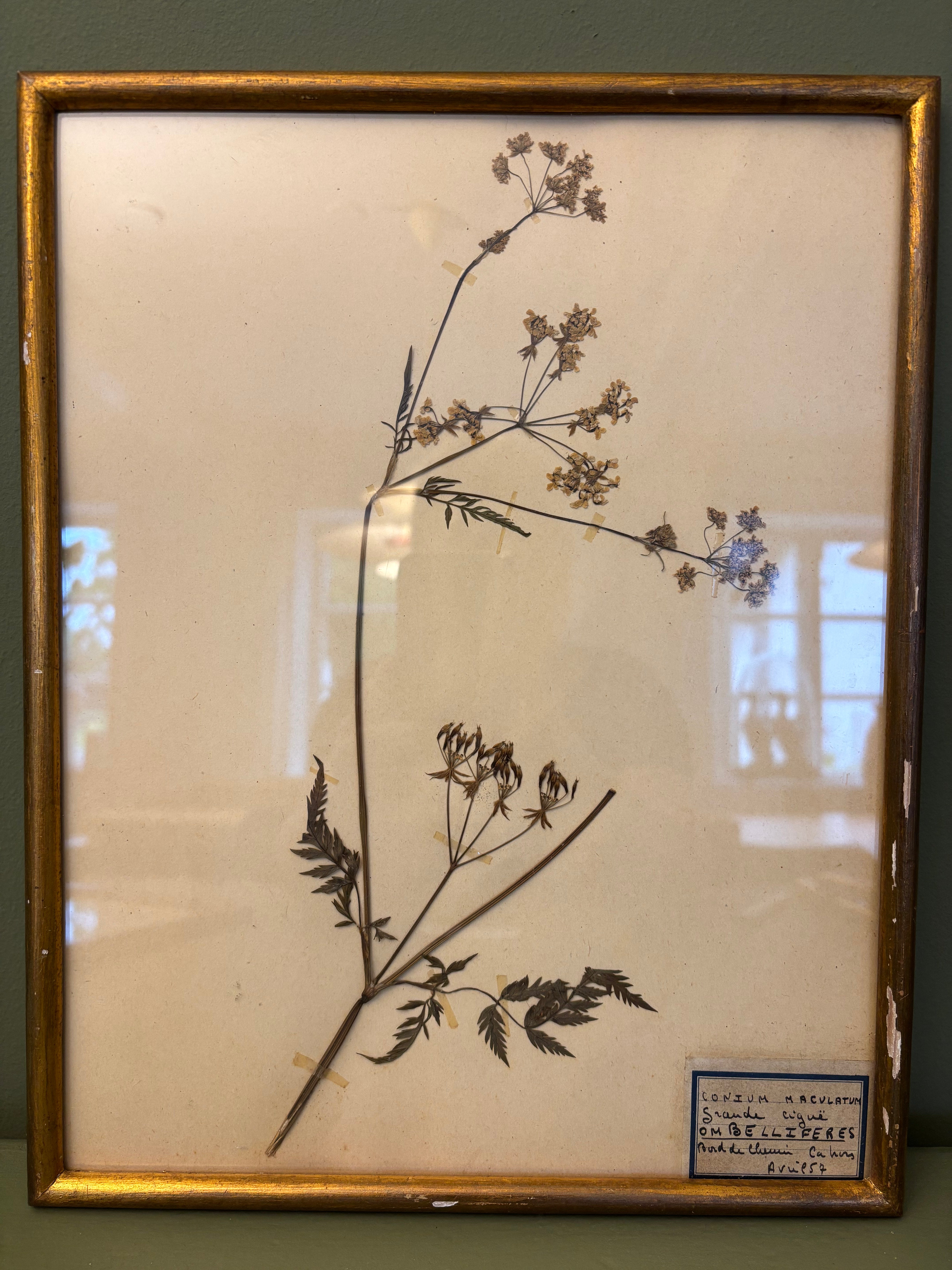 Billede med tørrede blomster