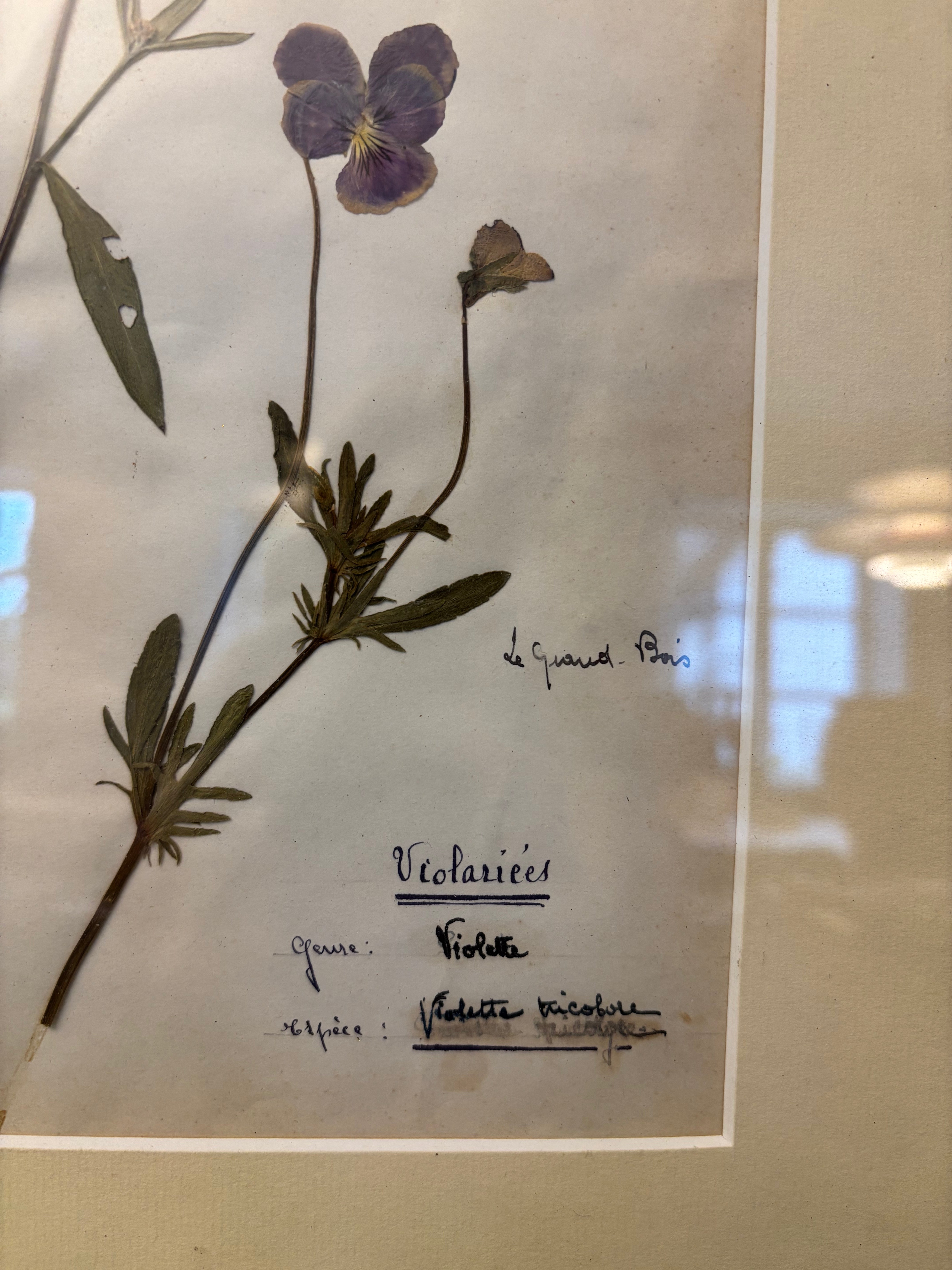 Billede med tørrede blomster