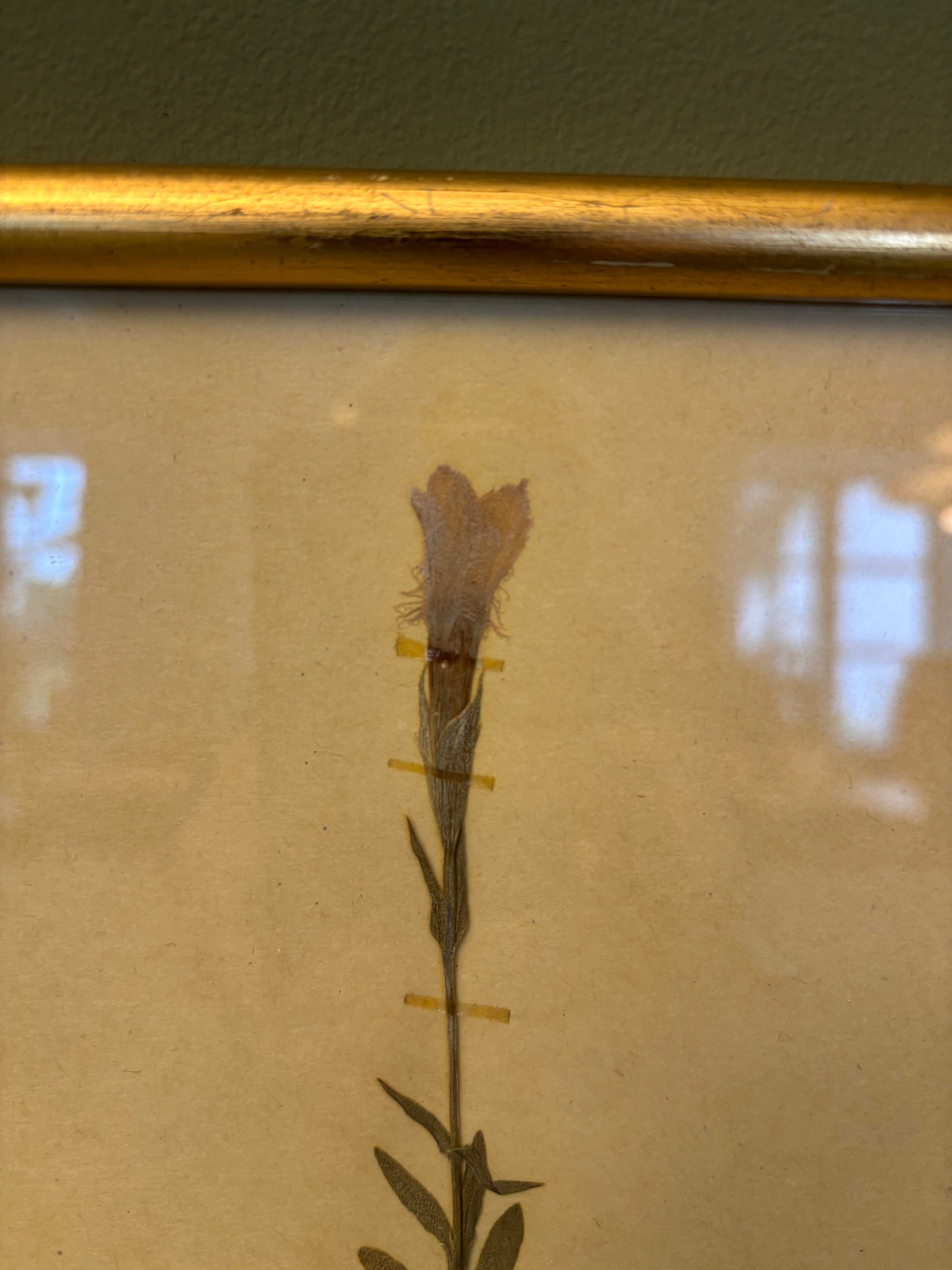 Billede med tørrede blomst