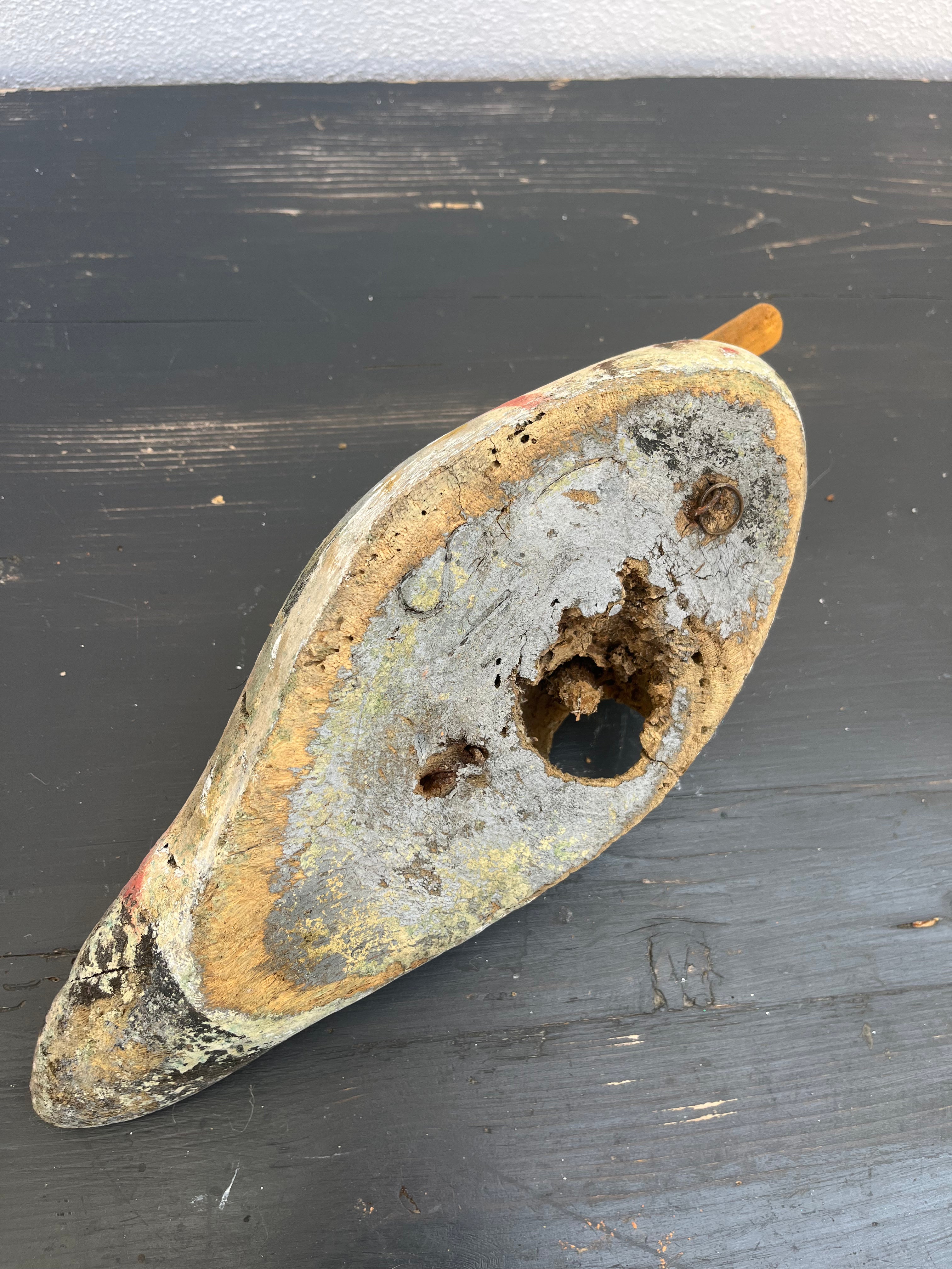 Fransk lokkeand, 37 cm