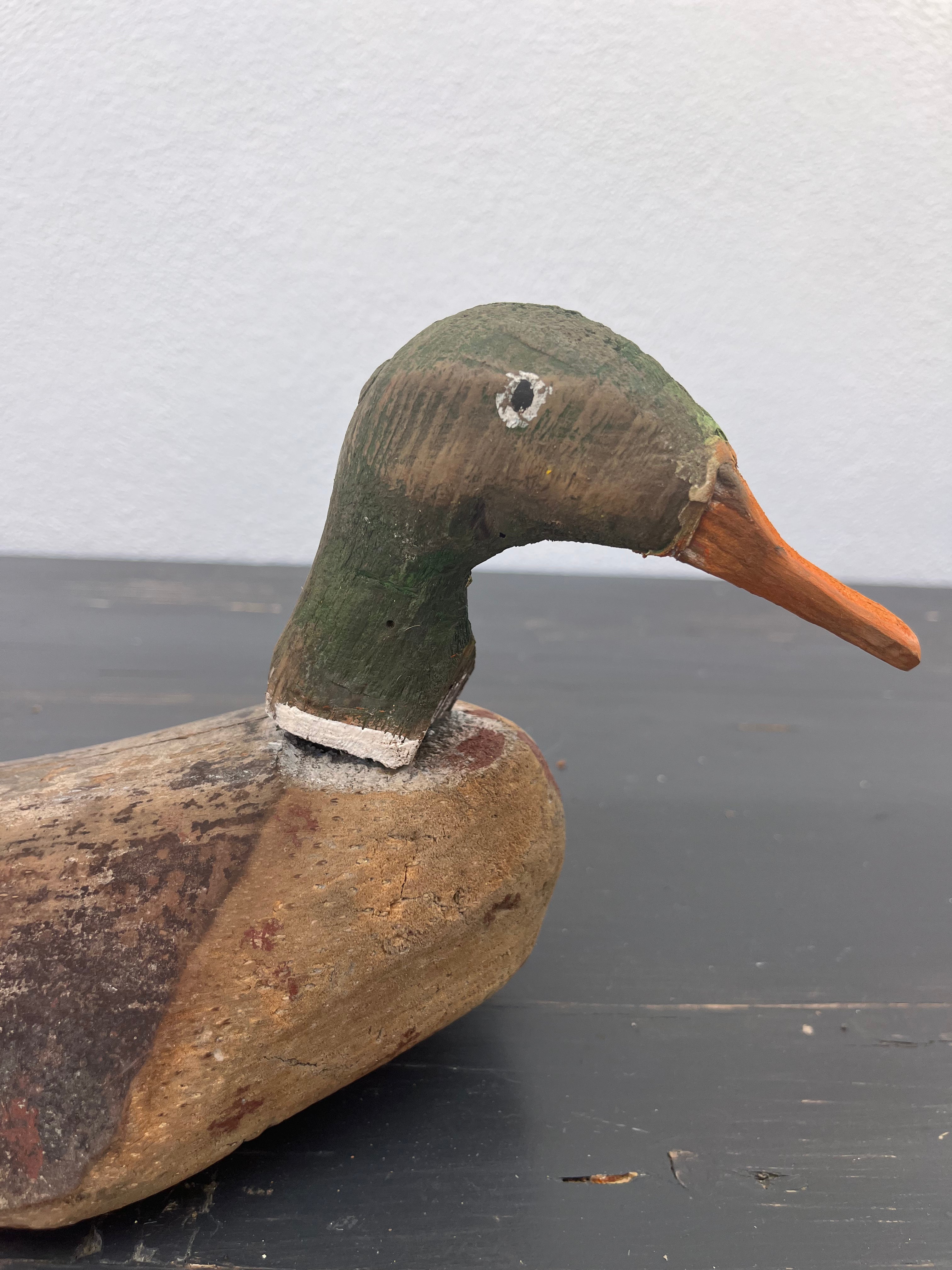 Fransk lokkeand, 37 cm