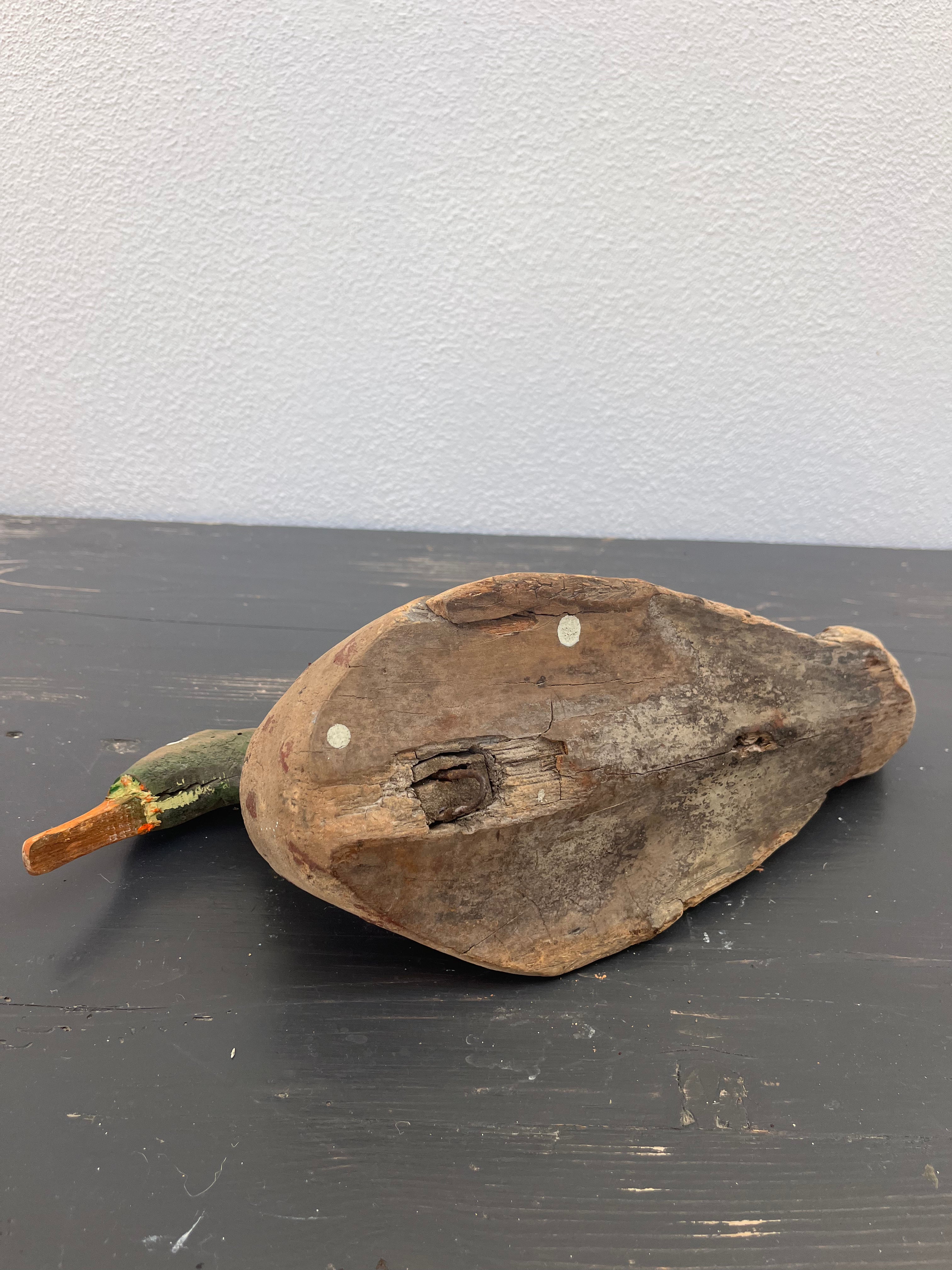 Fransk lokkeand, 37 cm