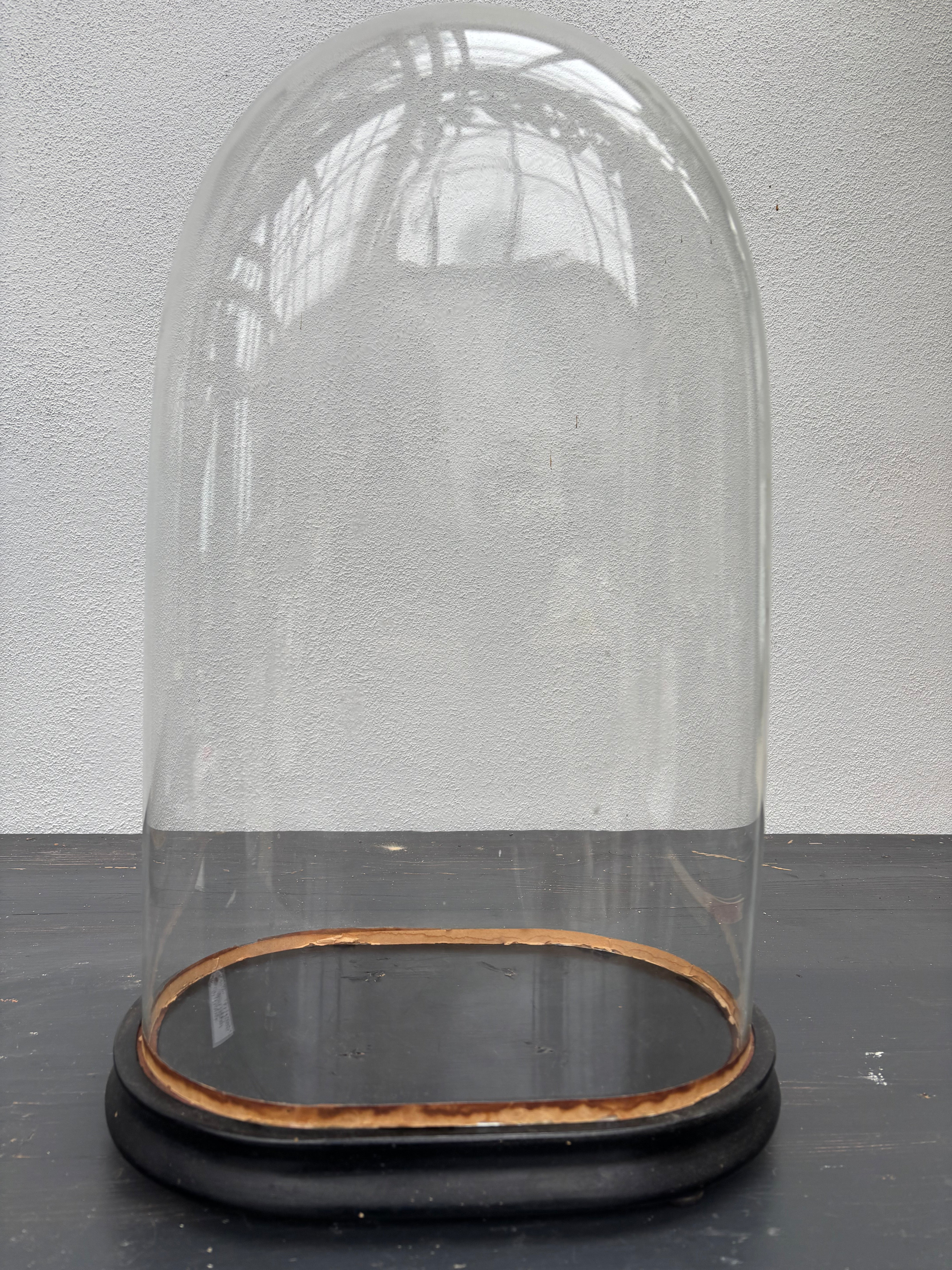 Glaskuppel, H49 cm.