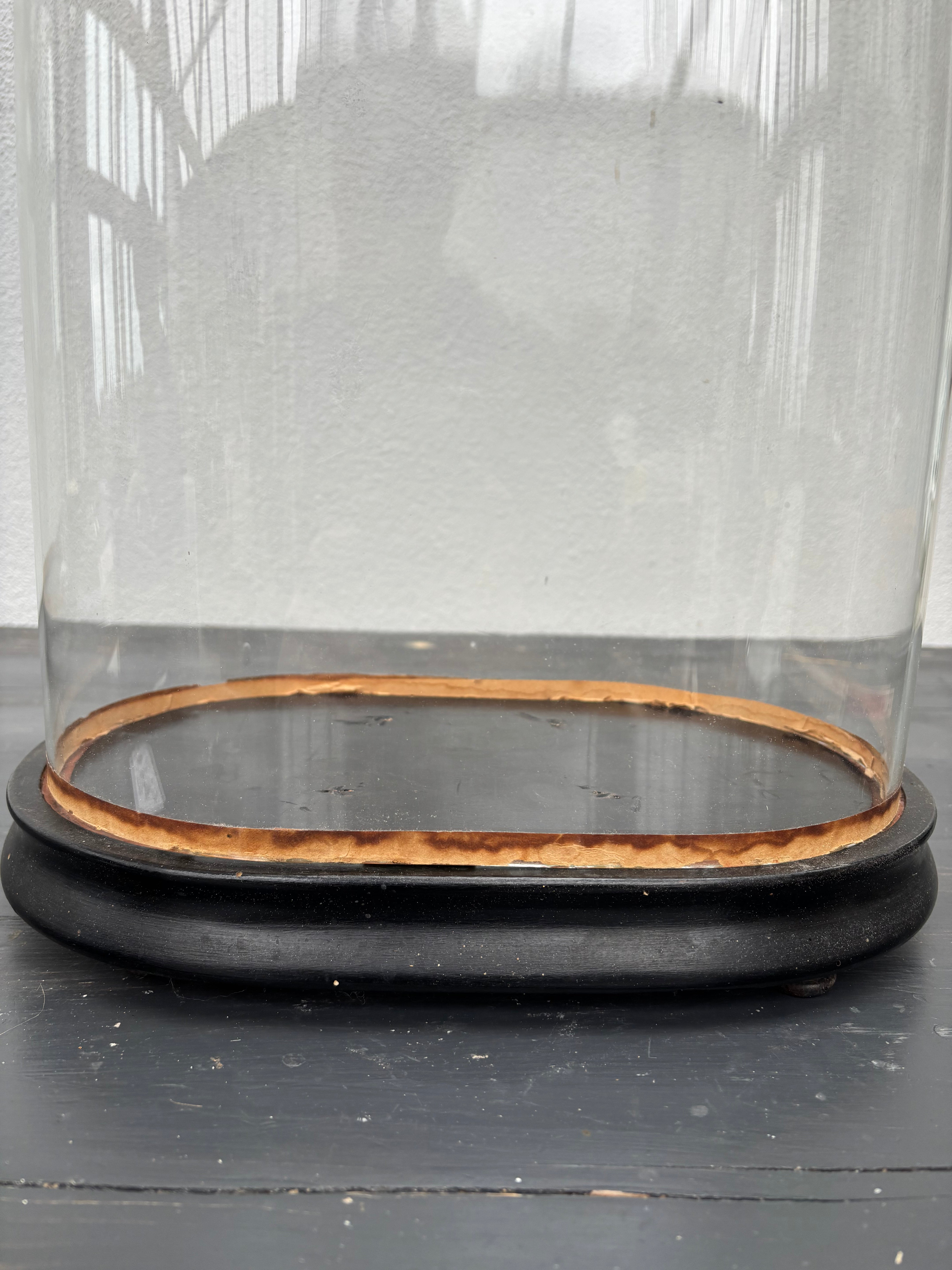 Glaskuppel, H49 cm.