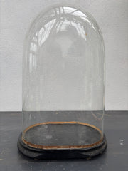 Glaskuppel, H50 cm.