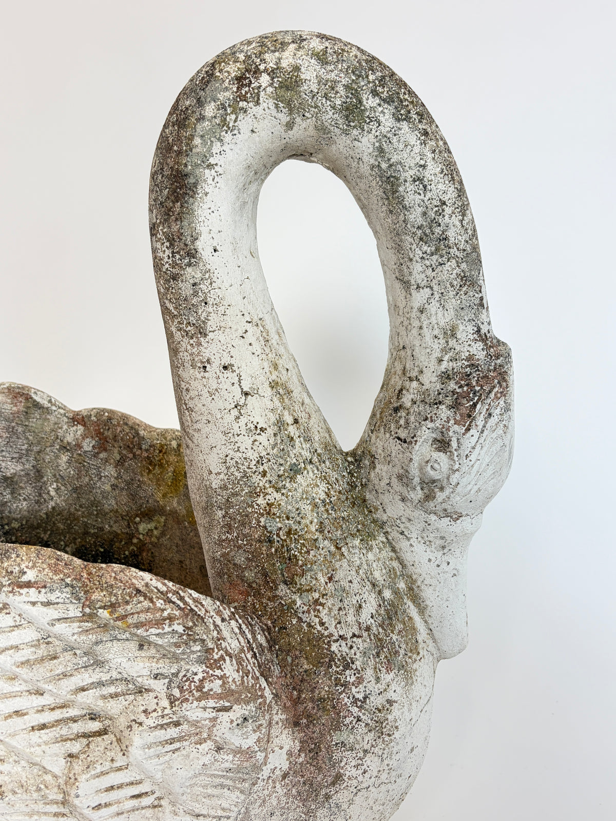 Svane, 52 cm