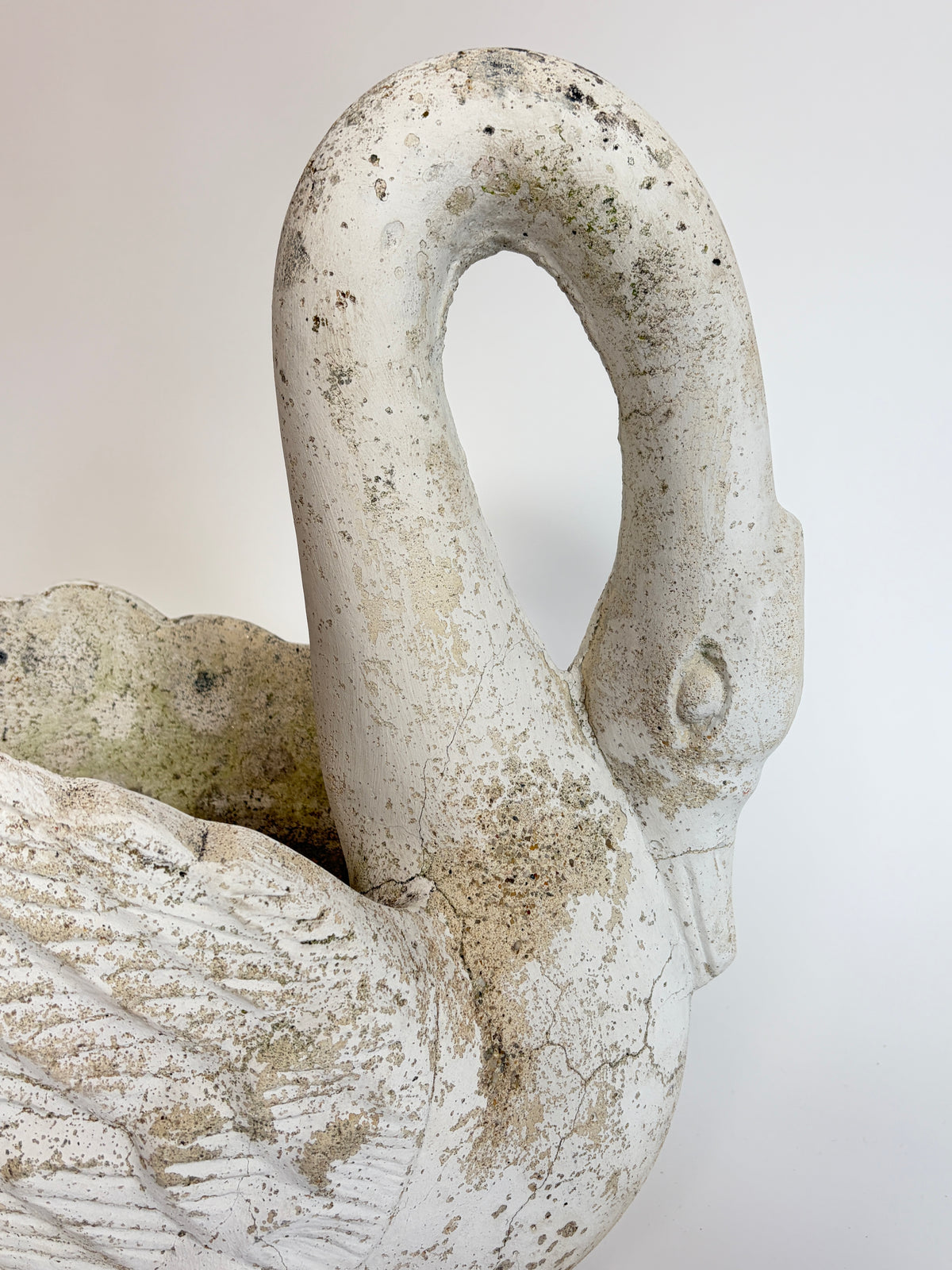 Svane, 52 cm