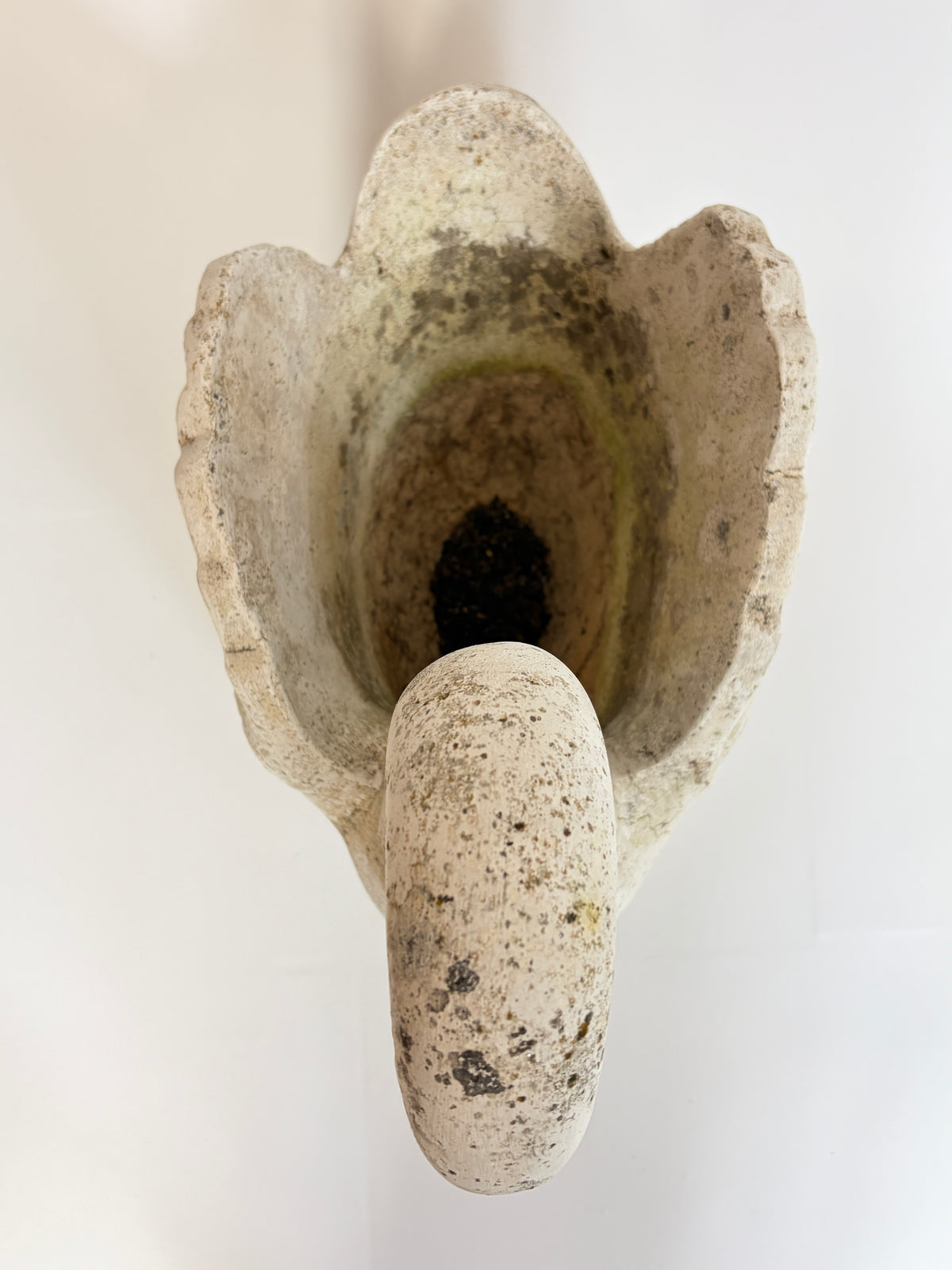 Svane, 52 cm